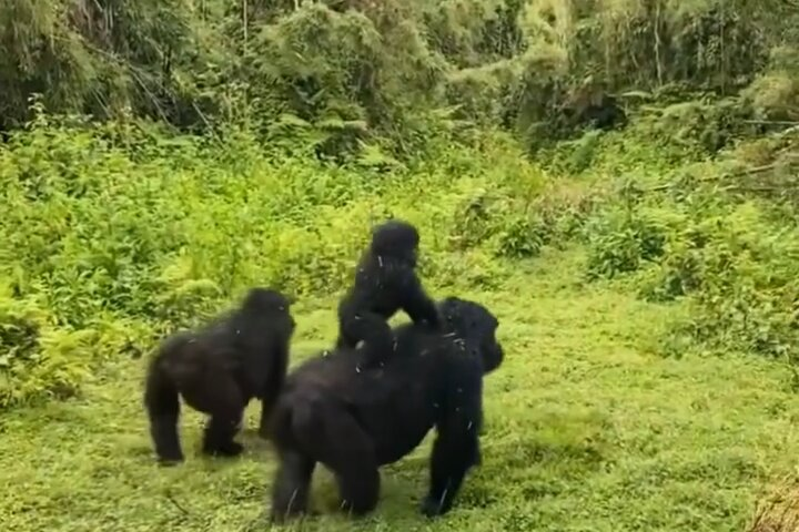 Mother with Baby Gorilla on bakck 