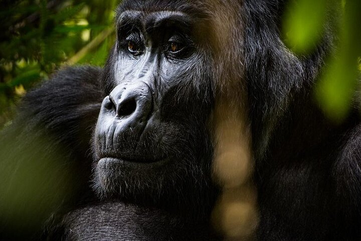 4 Day Private Bwindi and Kibale Tour from Kigali - Photo 1 of 10