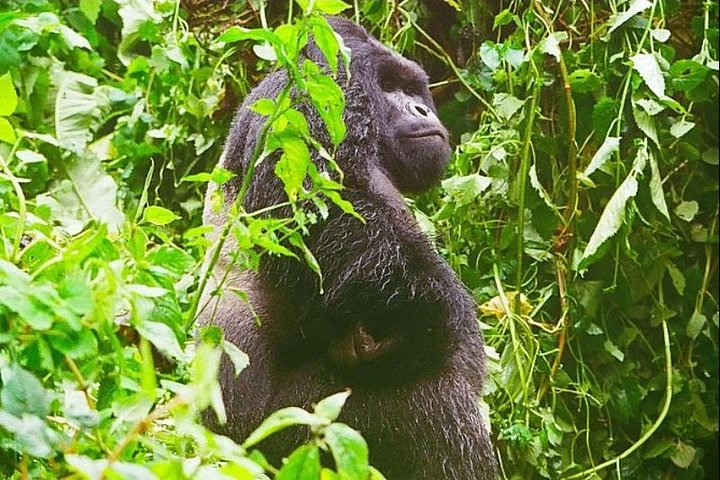 4 Days Congo Eastern Lowland Gorilla trekking and Tshibati Waterfall exploration - Photo 1 of 7