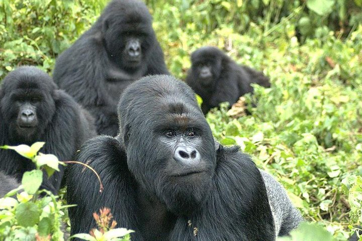 Mountain gorilla in Parc de Volcano