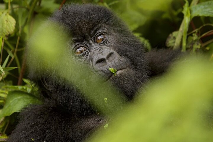 6 days Private Rwanda Primates and Wildlife Experience Tour - Photo 1 of 7