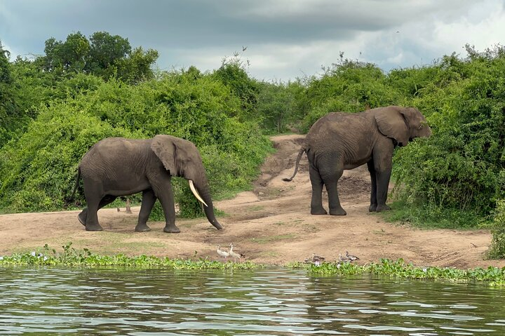 Elephants in akagera National park, Rwanda 