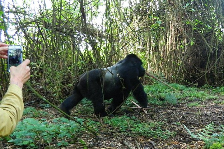 7 Days Gorilla, Bisoke Hiking And Columbus Monkey Safari (min 2 ) - Photo 1 of 4