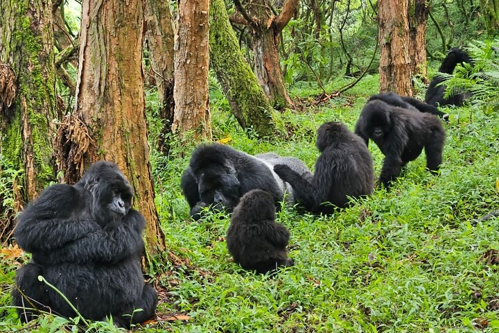 nyakagezi gorilla family 