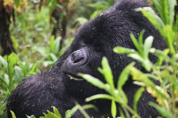 22-Day Gorilla Trekking, Chimpanzees, Great Migration and Hiking - Photo 1 of 15