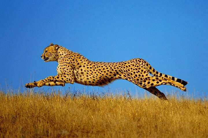 Akagera day safari - Photo 1 of 5