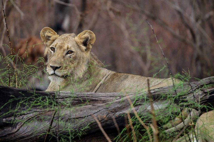 One Day Akagera National Park Big Five Safari - Photo 1 of 25