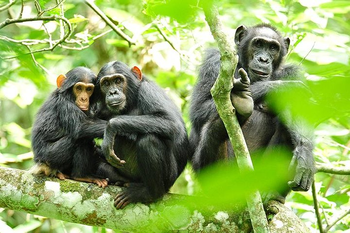 2 Days Chimpanzees trekking, Zipline and Canopy walk Adventure  - Photo 1 of 9