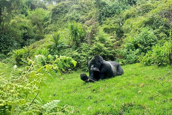 Gorillas in Volcanoes National park