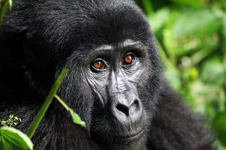 Gorilla Trekking Adventure - A Day trip (Only transfer) - Photo 1 of 9