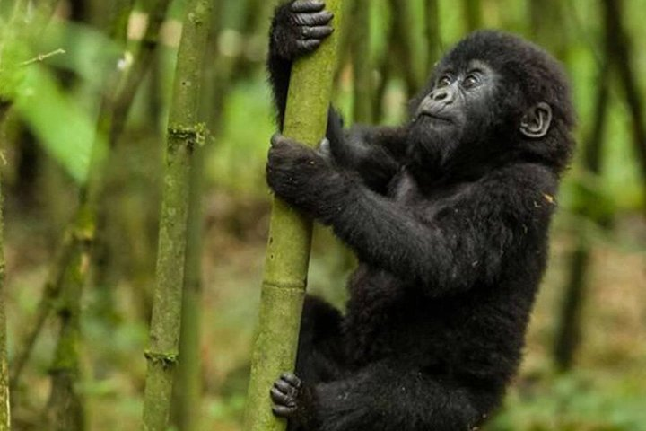 1 Day Rwanda Gorilla Trekking Tour In The Volcanoes National Park - Photo 1 of 17