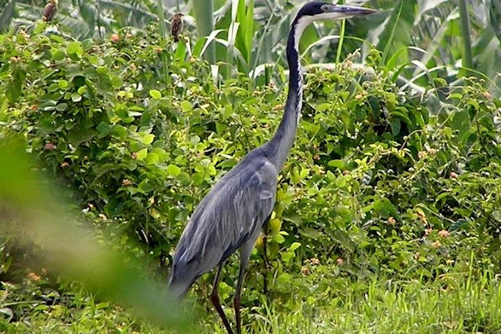 Adventure in Nyungwe National Park(Canopy walk,Chimpanzees...) - Photo 1 of 4