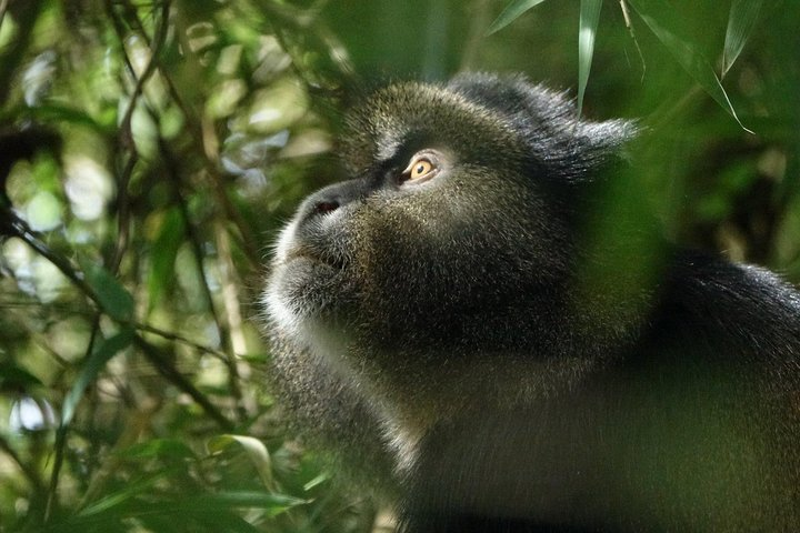 One Day Golden Monkey and Cultural tour  - Photo 1 of 5