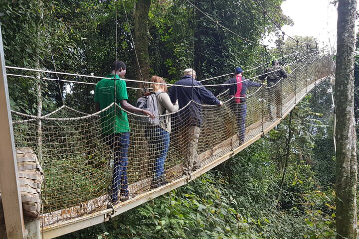 Nyungwe canopy