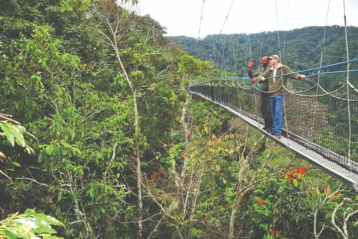 2-Days Chimpanzee trekking & Canopy walkway in Nyungwe NP - Photo 1 of 7