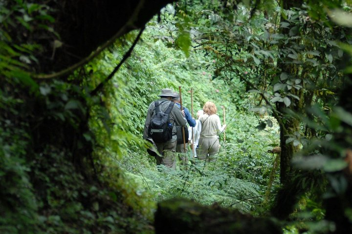 2-Days Gorilla trekking in Bwindi national park (Uganda) - Photo 1 of 5