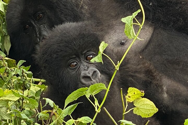 Private Gorilla Trek Adventure Day Trip Tour from Kigali - Photo 1 of 4
