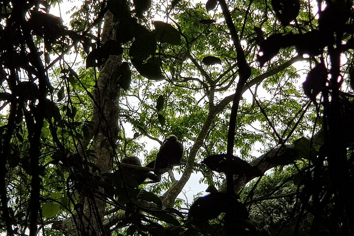 Chimps, Cyamudongo forest