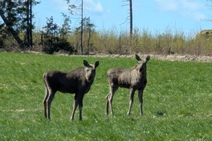 Evening Wildlife Safari with Campfire Dinner from Stockholm - Photo 1 of 25