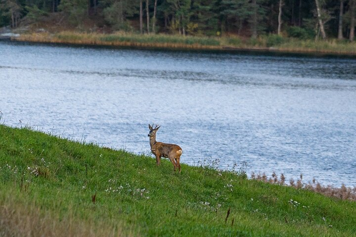 Evening Wildlife Safari with Campfire Dinner from Stockholm - Photo 1 of 20
