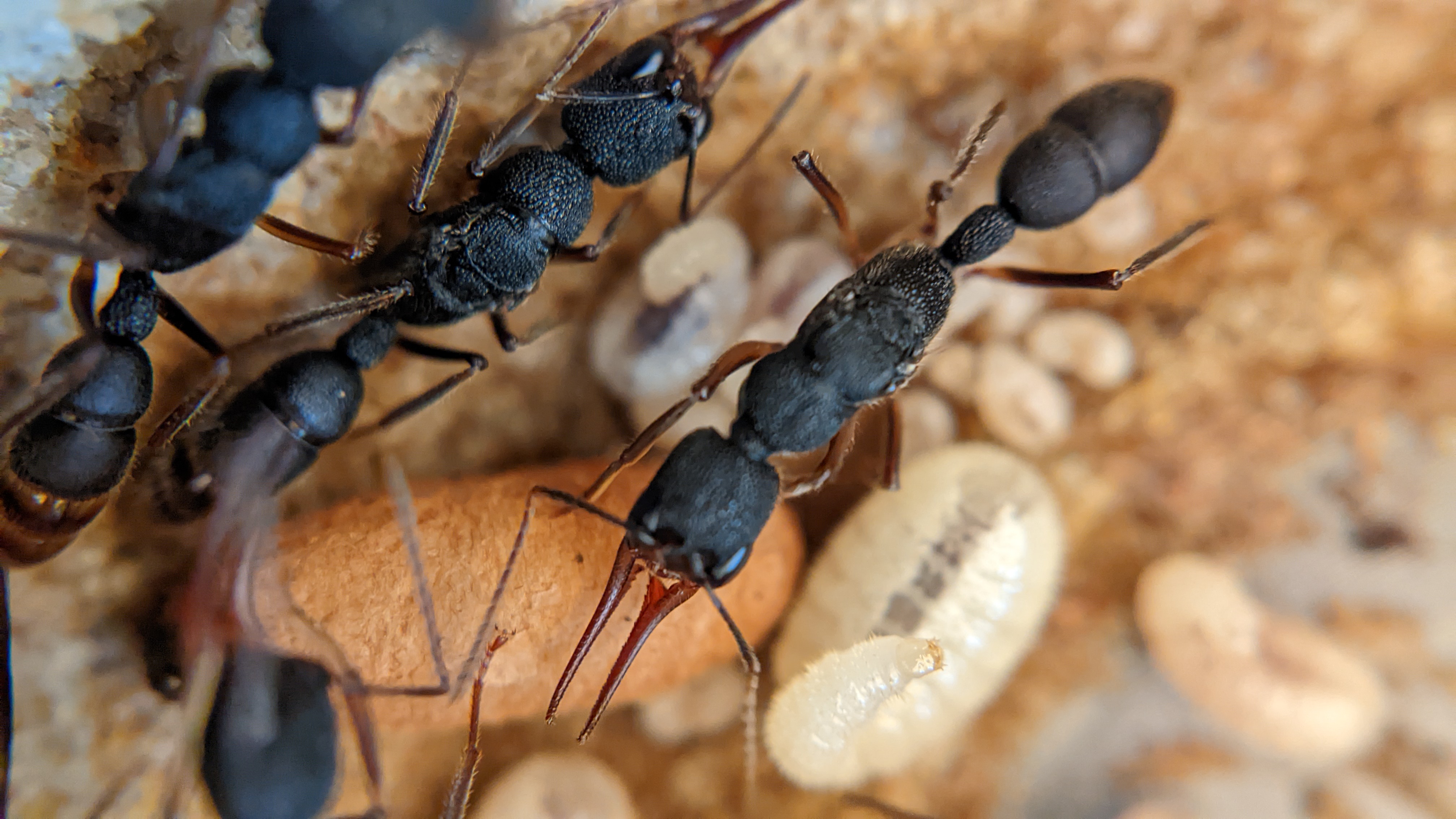 Bees, Ants and Worms Encounter on a Rooftop Farm in Singapore | Pelago