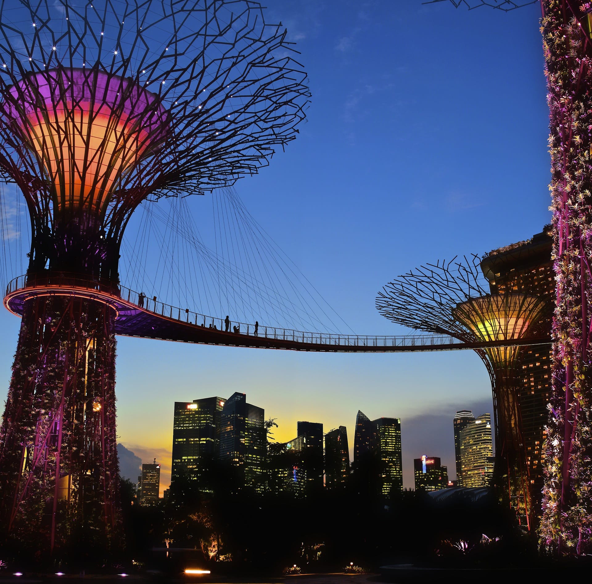 Discover stunning views from the elevated walkway at Gardens by the Bay where modern architecture meets lush greenery and a magical skyline illuminates the evening sky.
