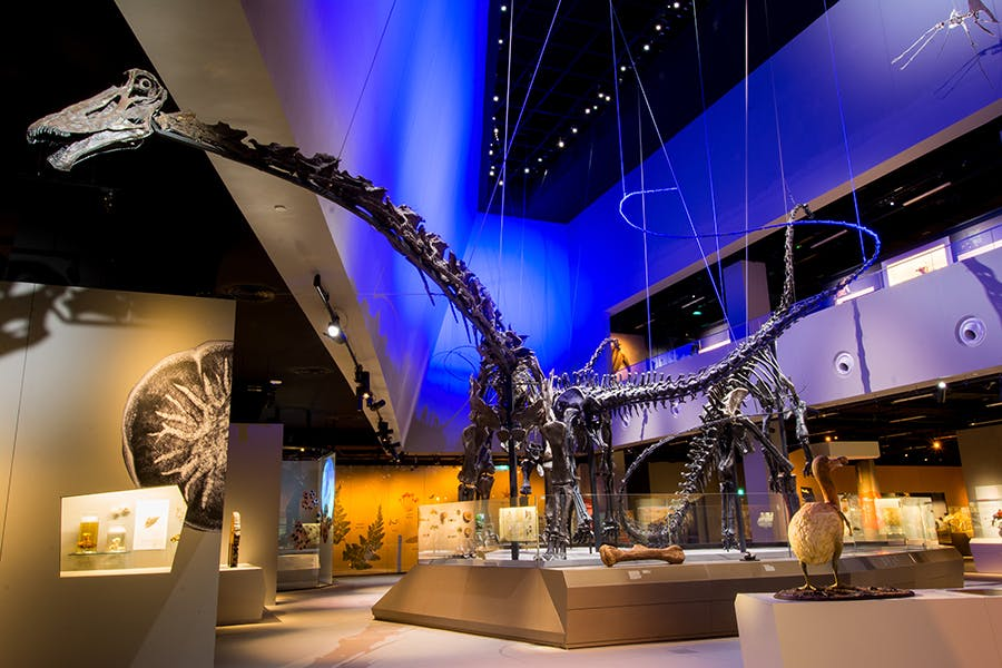 Lee Kong Chian Natural History Museum: Fix-Dated Entry Ticket - Photo 1 of 6
