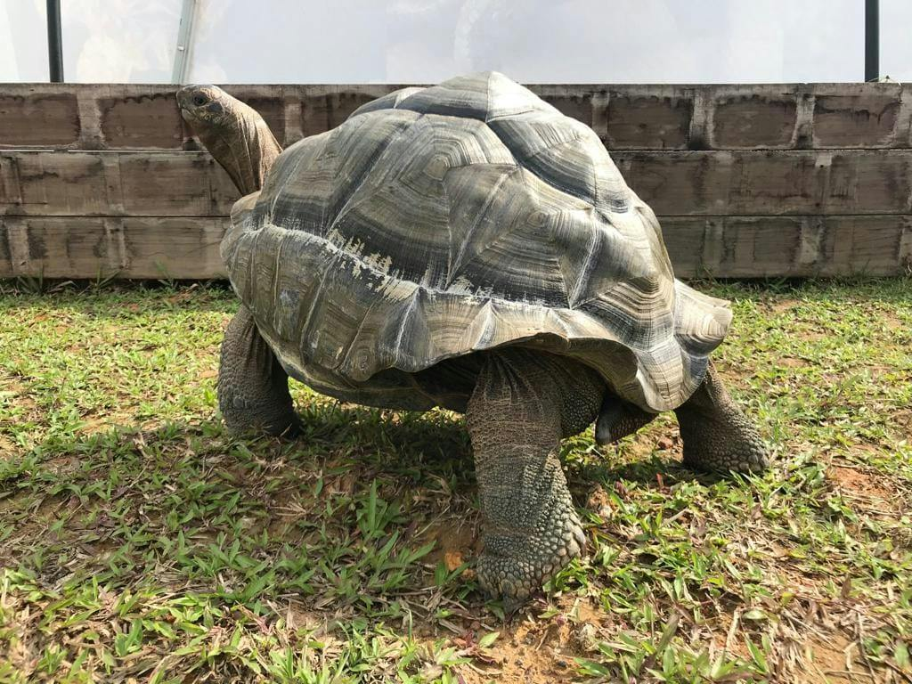 Live Turtle Museum: Entry Ticket for Local Residents - Photo 1 of 5