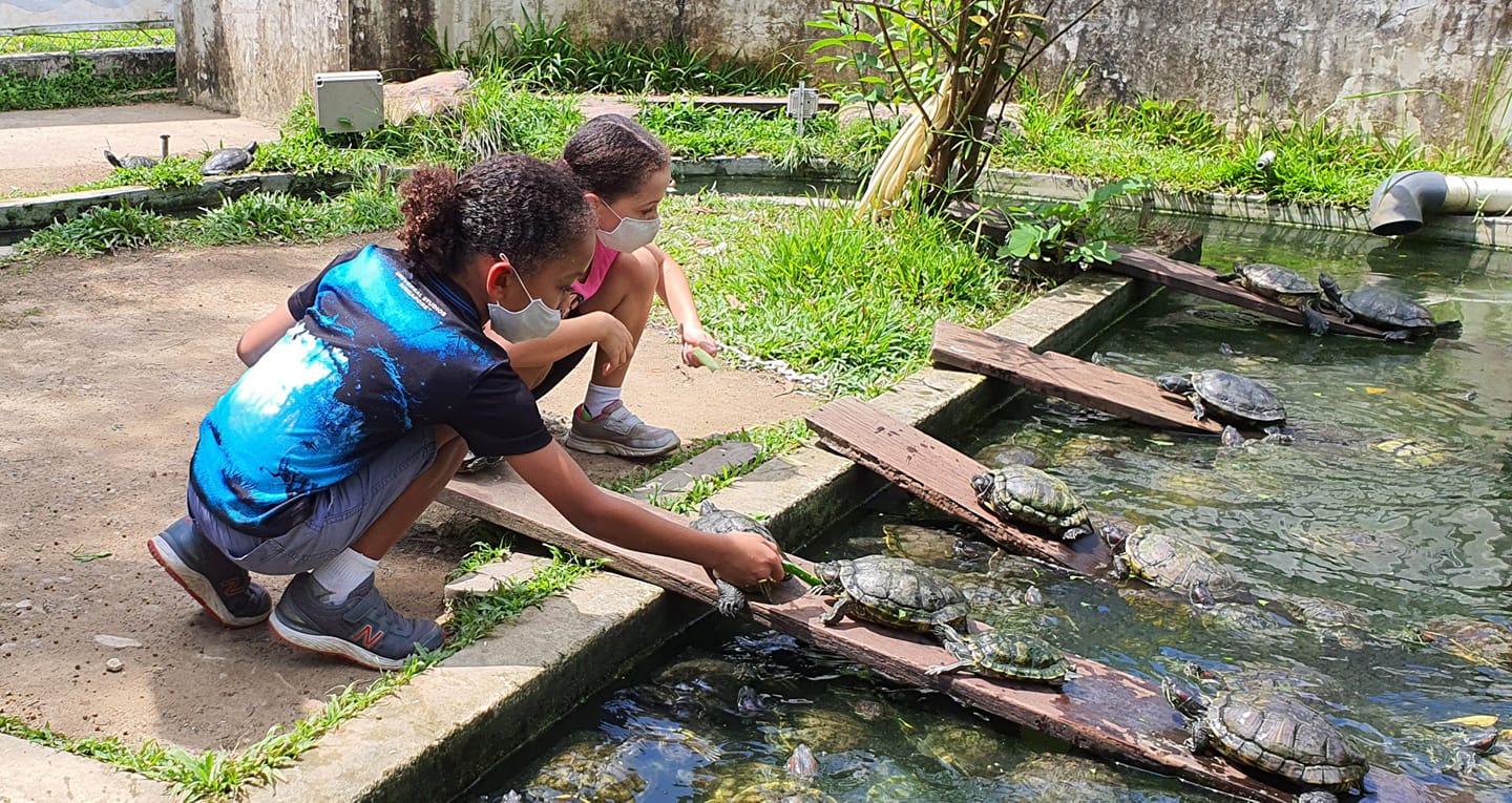 Discover a unique interactive experience at Singapore's Live Turtle Museum where visitors can hand-feed friendly turtles and learn about diverse species in a delightful setting.