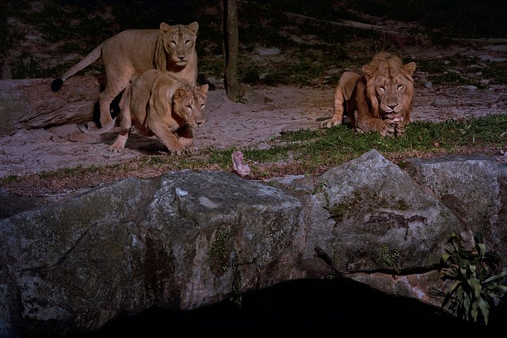 Night Safari in Singapore with Tram Ride - Photo 1 of 11