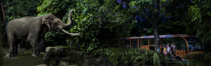 [Travel Agent Program] Night Safari - Photo 1 of 6