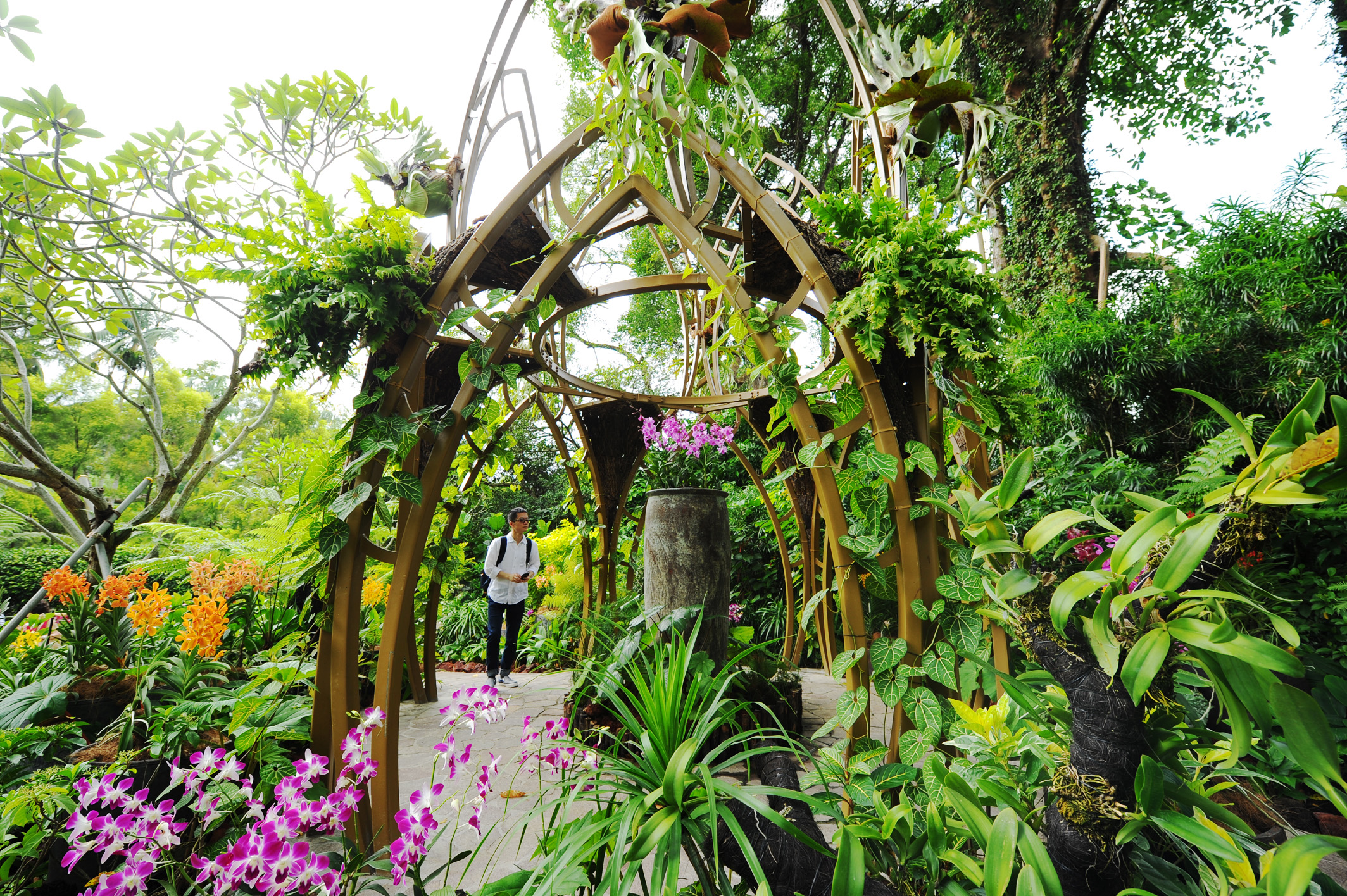Explore the rich array of orchid species and hybrids at the National Orchid Garden where the lush greenery and stunning blooms create a unique experience for nature lovers.