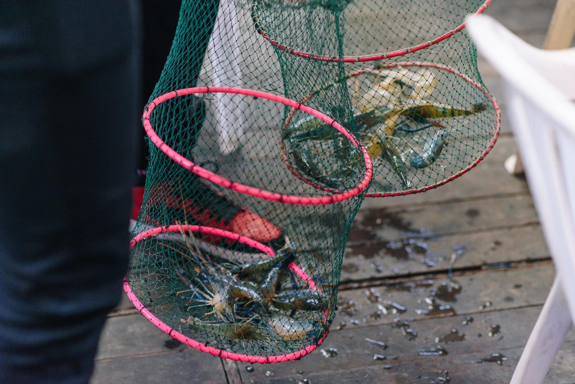 Experience the joy of catching prawns at Hai Bin Prawning where eager hands scoop up fresh catches enhancing memorable moments shared with family and friends in Singapore's charming outdoor setting.