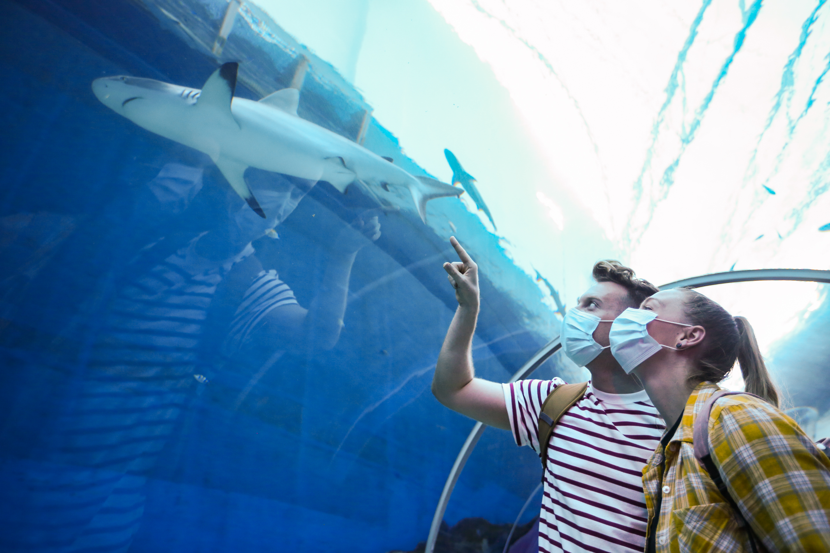 Explore the wonders of the ocean as you encounter majestic sharks and vibrant marine life all while enjoying exclusive access to hidden areas at the S.E.A. Aquarium Singapore.