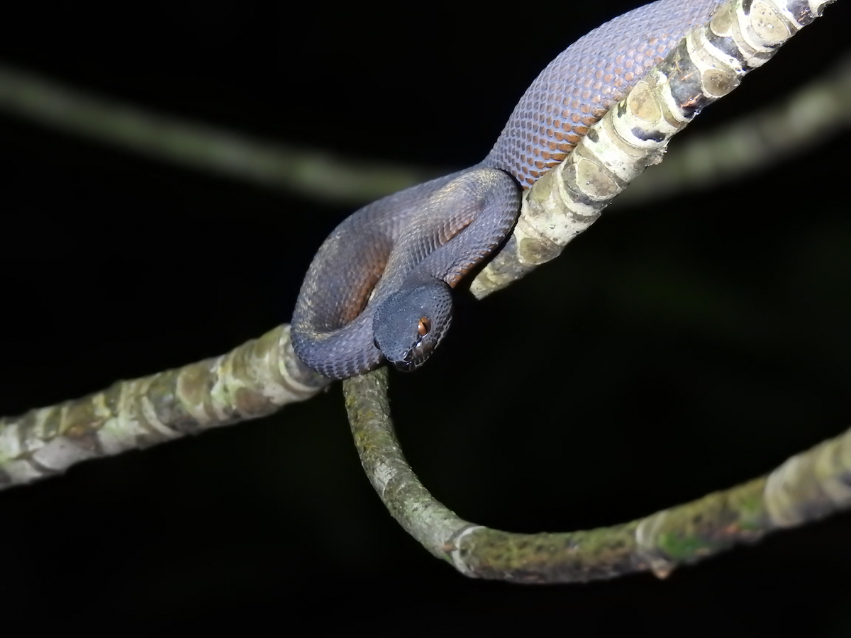 Listen to strange calls of the night and seek out creatures like owls, nightjars, water snakes, frogs, toads, civet cats and more.