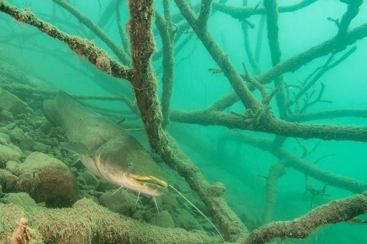 Diving Bled - Photo 1 of 13