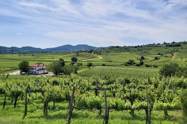 E-bike experience between vineyards of Goriška Brda - transfer from Ljubljana - Photo 1 of 6