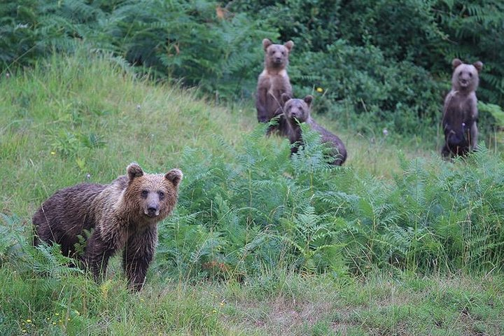 Observing and Discovering Bears in Their Natural Habitat - Photo 1 of 7