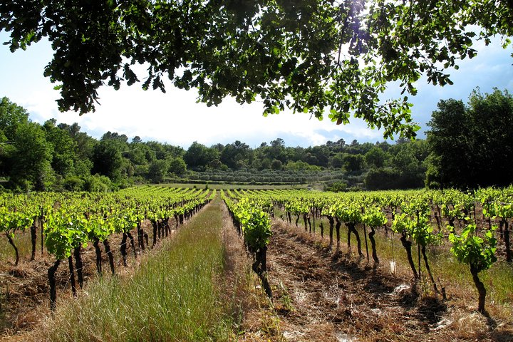 Wineyards
