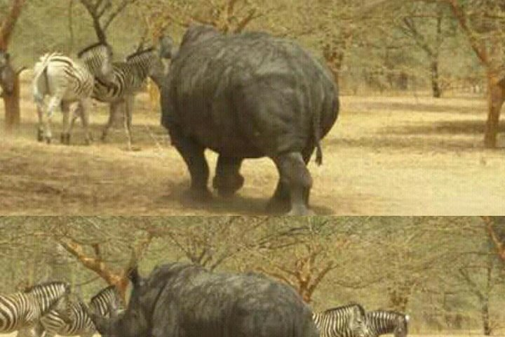  bandia wildlife reserve private- minimun 2 people to book it - Photo 1 of 16