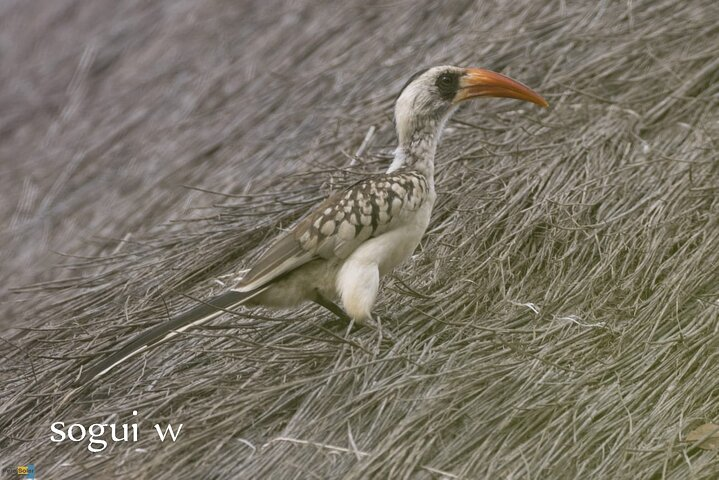 15 Days Tour :Birding around Senegal - Photo 1 of 5