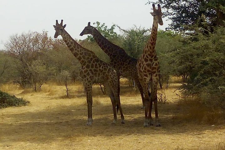 Etosha NP & Swakopmund Safari 4 Days/ 3 Nights (Camping) - Photo 1 of 5