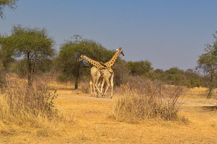SAFARI - Zakouma National Park - Photo 1 of 6