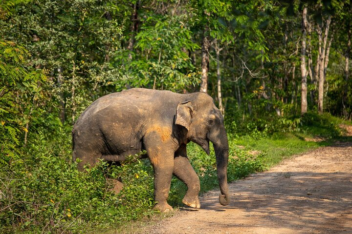 Experience the beauty of nature as elephants roam freely showcasing the wonders of wildlife in Kui Buri National Park a must-visit for nature enthusiasts and wildlife lovers.