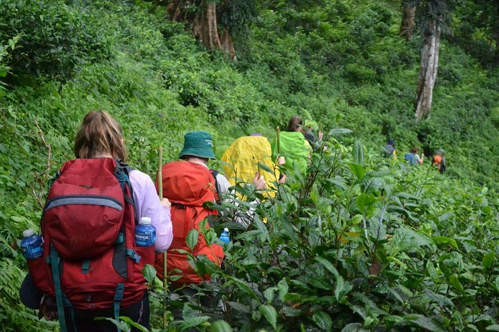 Hike through tea and coffee plantations