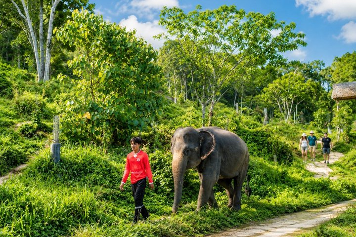 Phuket Elephant Vitamin Care & Observation Walk with Transfer - Photo 1 of 12