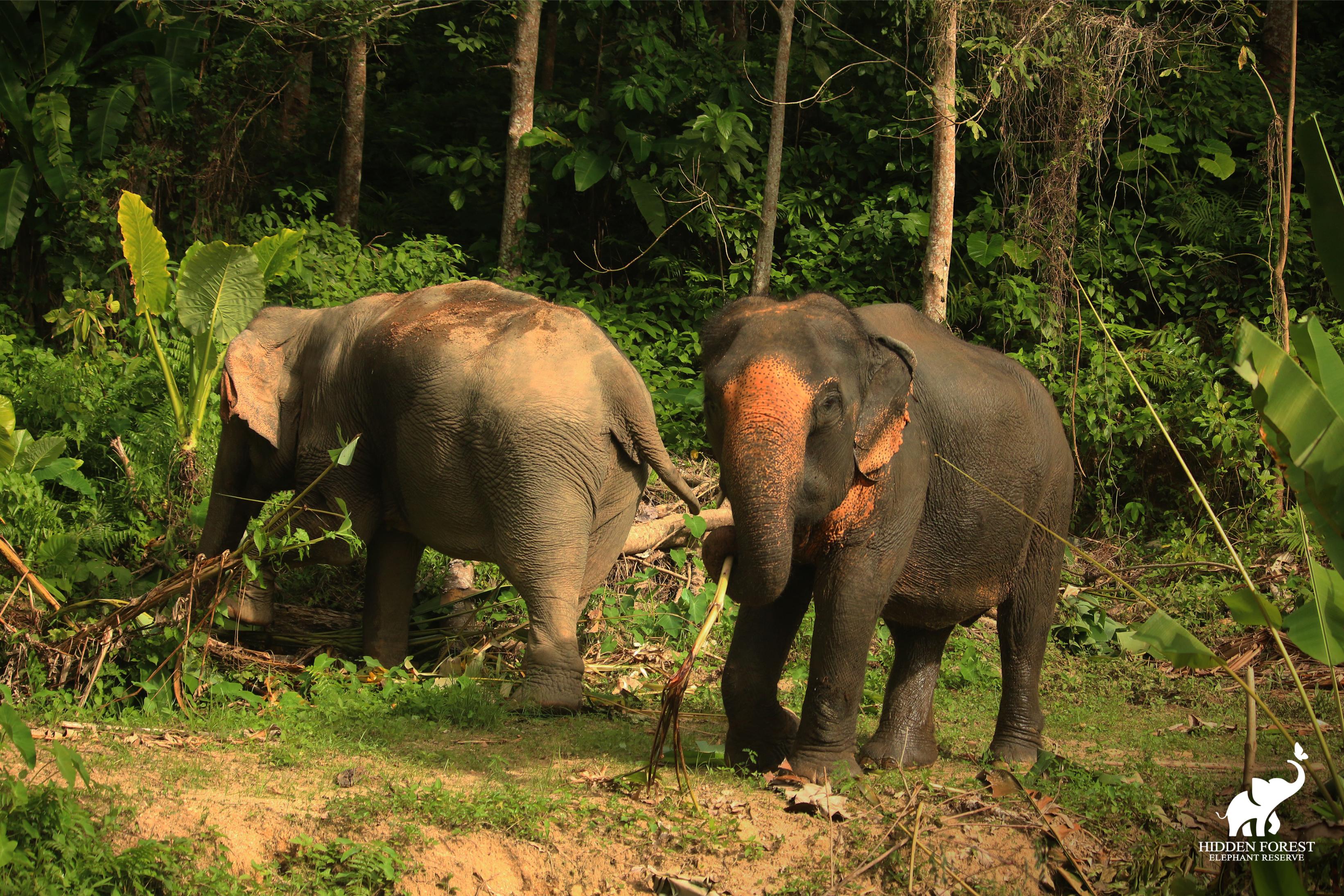 Phuket: Hidden Forest Elephant Reserve with Lunch & Transfer Half Day Tour - Photo 1 of 10