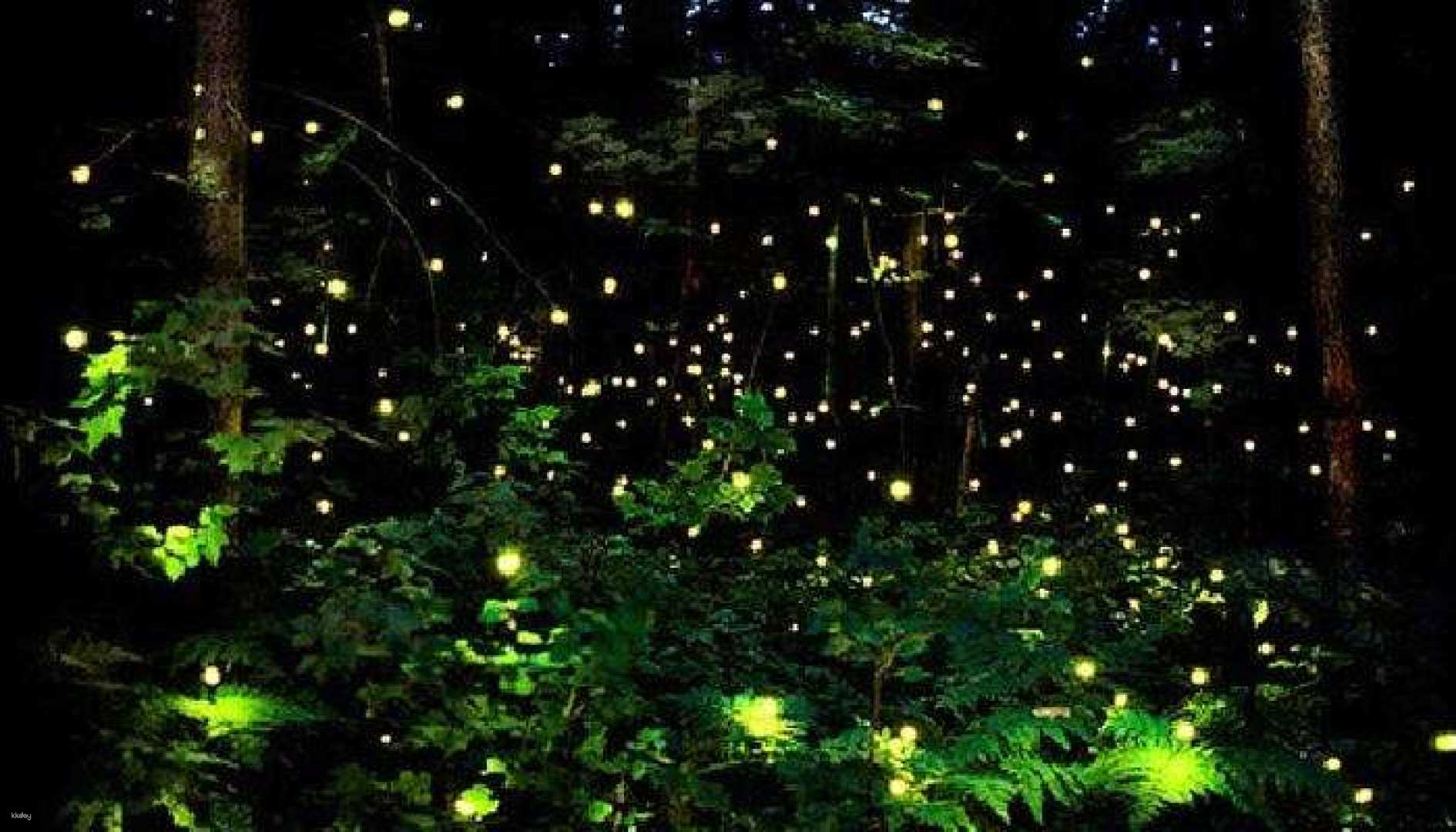 Experience the magic of a night cruise where countless fireflies illuminate the riverbanks creating a breathtaking display amidst the tranquil surroundings of Thailand’s natural beauty.
