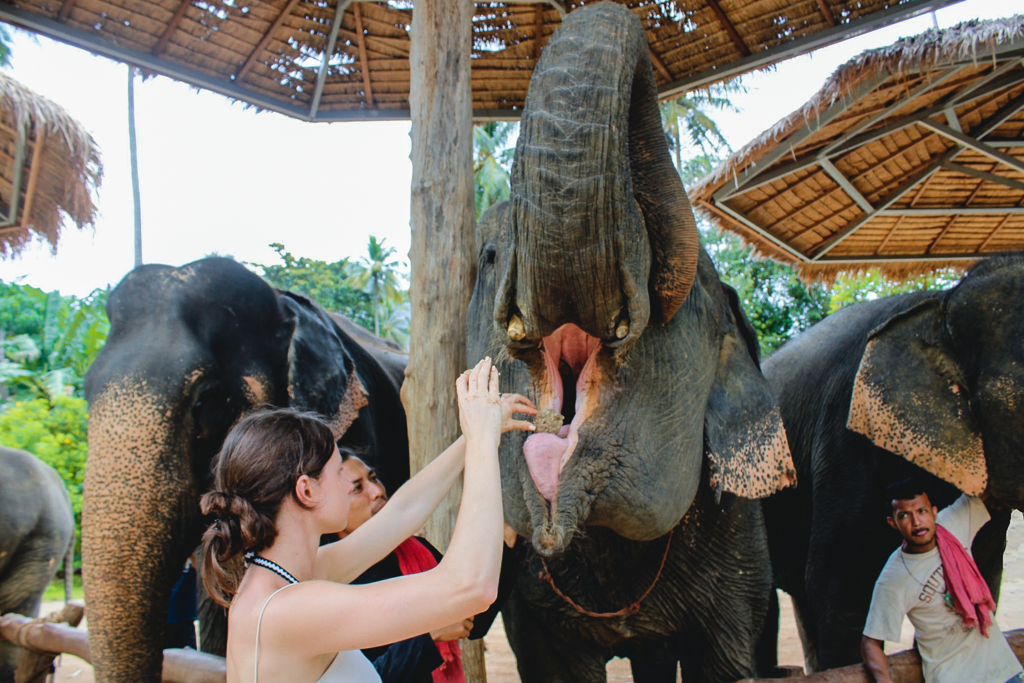 Interact with gentle giants while learning to craft healthy snacks for elephants. Enjoy playful moments river walks and scenic views in a memorable half-day experience at Ao Nang Elephant Sanctuary.