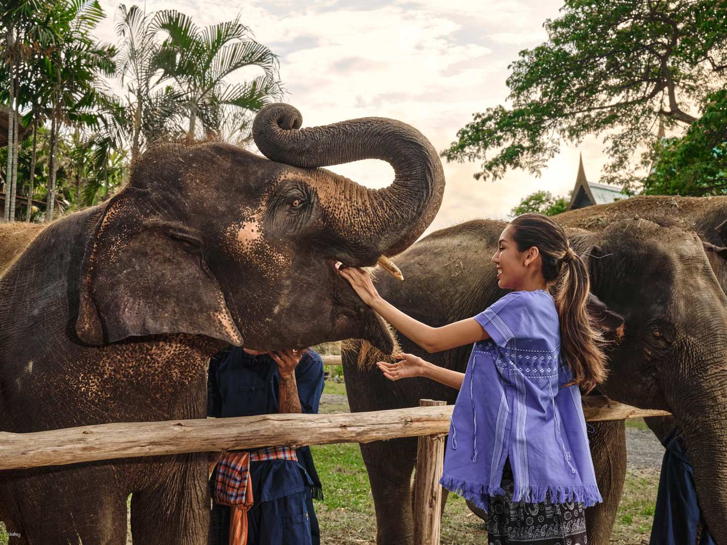 Experience the joy of caring for elephants from feeding them delightful treats to enjoying a unique mud spa alongside these gentle giants all while indulging in local Thai culture.